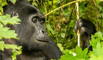 in the Land of the Mountain gorillas