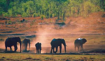 Expérience de safari dans le parc national Kruger circuit