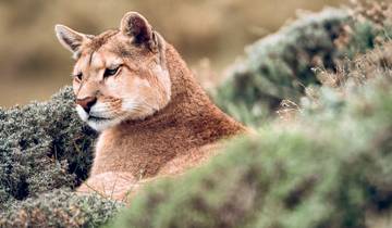 Puma Tracking in Patagonia: 1-Day Wildlife Adventure in Torres del Paine Tour