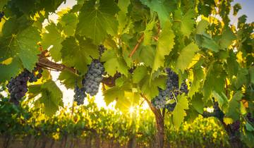 2-Days in Colonia with Wineries Tour during Harvest Season