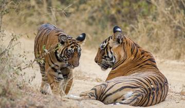 Delhi to Ranthambore Tiger Reserve Safari Extension: A 3-Day Wildlife Adventure