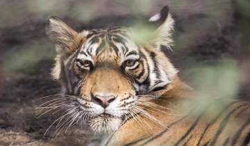 Delhi to Ranthambore Tiger Reserve Safari Extension: A 3-Day Wildlife Adventure