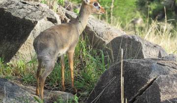 Tansania Safari Rundreise