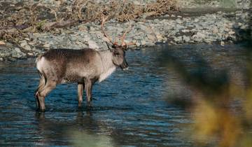 Amazing Alaska- 12 Day Alaska Guided Hiking Tour