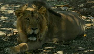 Aziatische Leeuwen met Bengaalse Tijgers India Tour