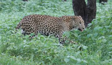 Luxe Gouden Driehoek met luipaardsafari en Taj Mahal Zonsopgang Tour-rondreis