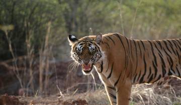 Rajasthan Wildlife Safari Tour Tour