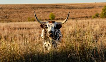 Texas Roadtrip: Von Honky Tonks zu Ranch Nights