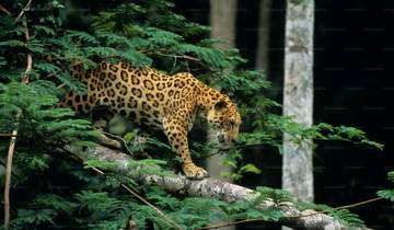 Het land van de tijger - India-rondreis