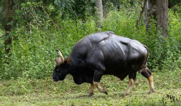 Central India Tigers and Heritage Tour Tour