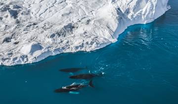 Greenland Express & Whale Watching - 5 days