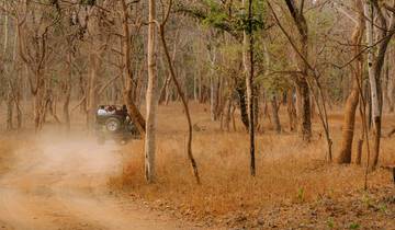 Tadoba et Pench Tiger Safari Adventure circuit
