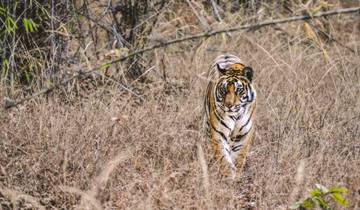 Enthüllung der verborgenen Schätze und majestätischen Tiger Indiens Rundreise