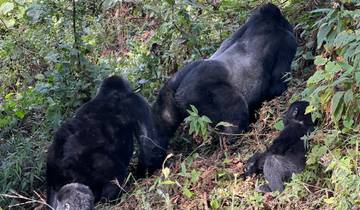 7 Tage Ruanda Uganda Gorilla Tracking & Schimpansen Trekking Reise Rundreise