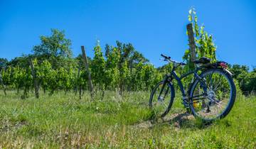 Vineyards of Bordeaux Tour