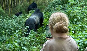 3 Tage Gorilla Tracking Mgahinga Gorilla NP durch Ruanda Rundreise