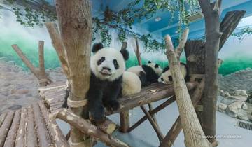 VAN PANDA'S TOT TEMPELS: DE MAGIE VAN CHENGDU