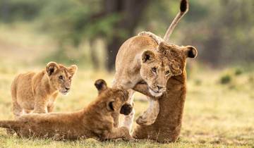 Safari de luxe exclusif de 4 jours au Masai Mara et au lac Nakuru circuit