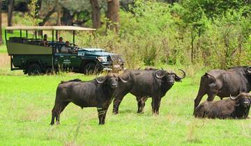 11- Days of Great Safari Expedition: Busanga Plains, Kafue, Mosi-oa-Tunya (Zambia), Chobe  (Botswana) and Hwange National Parks (Zimbabwe).