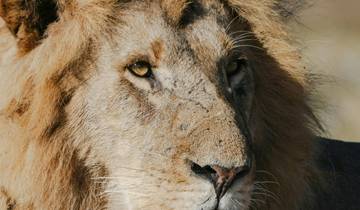 11- Days of Great Safari Expedition: Busanga Plains, Kafue, Mosi-oa-Tunya (Zambia), Chobe  (Botswana) and Hwange National Parks (Zimbabwe).