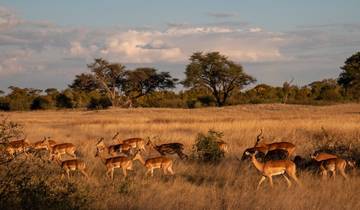 The Perfect Blend of Luxury, Adventure, and Relaxation in Southern Africa 13 Days/12 Nights