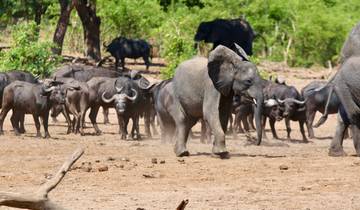 From Livingstone (Zambia): 1-Day Chobe National Park Wildlife Adventure