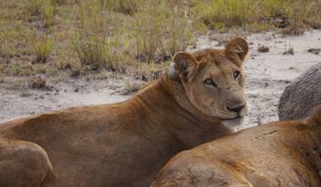 9 Days Rwanda – Uganda primates and wildlife Tour