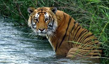 Bardia Tiger Tracking Tour