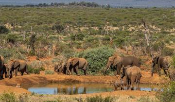 5-Day Luxury Big Five and Beach Safari Near Cape Town