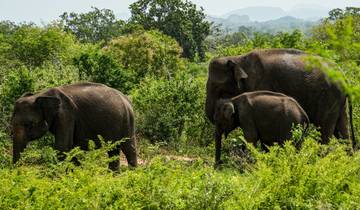 L'essentiel du Sri Lanka (7 destinations)