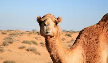 Dubaï et Safari dans le désert (5 étoiles) - 4 jours circuit