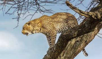 Circuito Safari presupuestado de 3 días en Tanzania (Tarangire, Ngorongoro y Parque de las Serpientes Meserani)