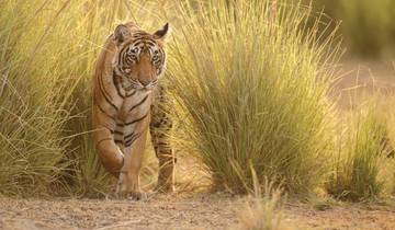 3 Days in Ranthambore National Park, incl. New Delhi and Tiger Safari