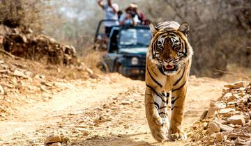3 Days in Ranthambore National Park, incl. New Delhi and Tiger Safari