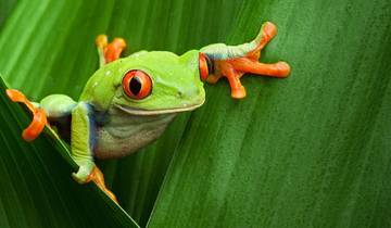 Costa Rica Wildlife Tour (15apr To 20dec)