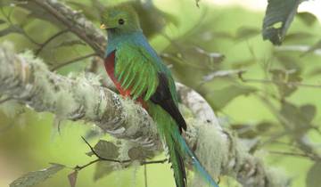 Costa Rica Wildlife Tour (15apr To 20dec)