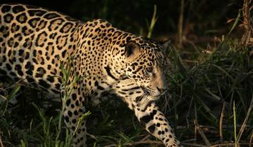 Circuito Río, Pantanal y Safari Jaguar - 8 días