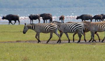 16 days Kenya Tanzania and  Zanzibar mid range flying Safari 2025/2026 Tour