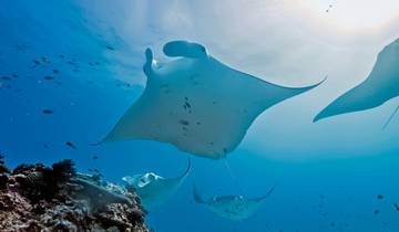 Queensland en exclusivité : Reef & Rainforest