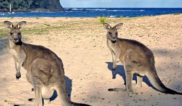Kangaroo hoppers & East Coast