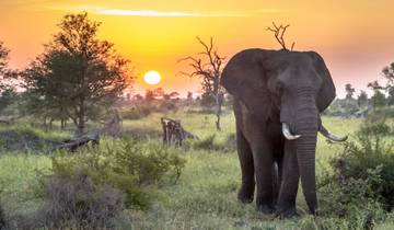 7 Day South Africa Itinerary, incl. Cape Town and Kruger National Park