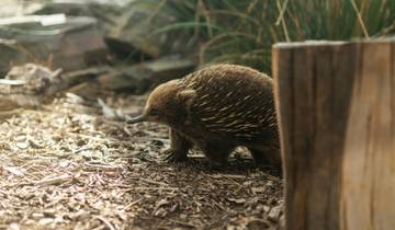 Aventure en Tasmanie circuit