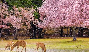 Viaje familiar privado de 8 días por la floración de los cerezos de Kanto en Japón （）