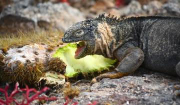 Galapagos Island Hopping - 9 Days