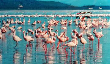 Flight of the Flamingos Tour