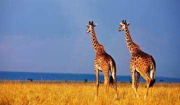 10 Day Kenya Safari Itinerary, incl. Maasai Mara and Amboseli