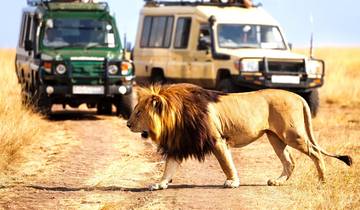10 Day Kenya Safari Itinerary, incl. Maasai Mara and Amboseli