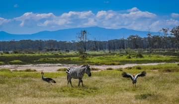 10 Day Kenya Safari Itinerary, incl. Maasai Mara and Amboseli