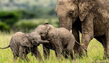 Discover Kenya in 10 Days: A Mid-Range Safari Journey Tour