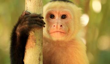 Aventure de 5 jours dans la forêt amazonienne et à la découverte de la faune de l'Équateur